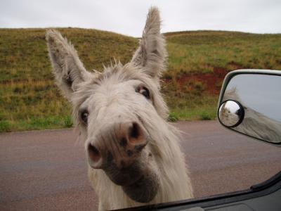 Muere Una Vaca Acosada Sexualmente Por Un Burro